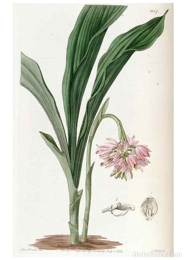 Sammeln von Zeitschriften und Zeitungen: Reproducci&oacute;n/Reproduction 49823000607: Edwards's botanical register.. London :James Ridgway,1829-184