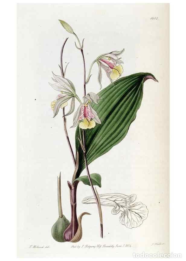 Sammeln von Zeitschriften und Zeitungen: Reproducci&oacute;n/Reproduction 49822998372: Edwards's botanical register.. London :James Ridgway,1829-184