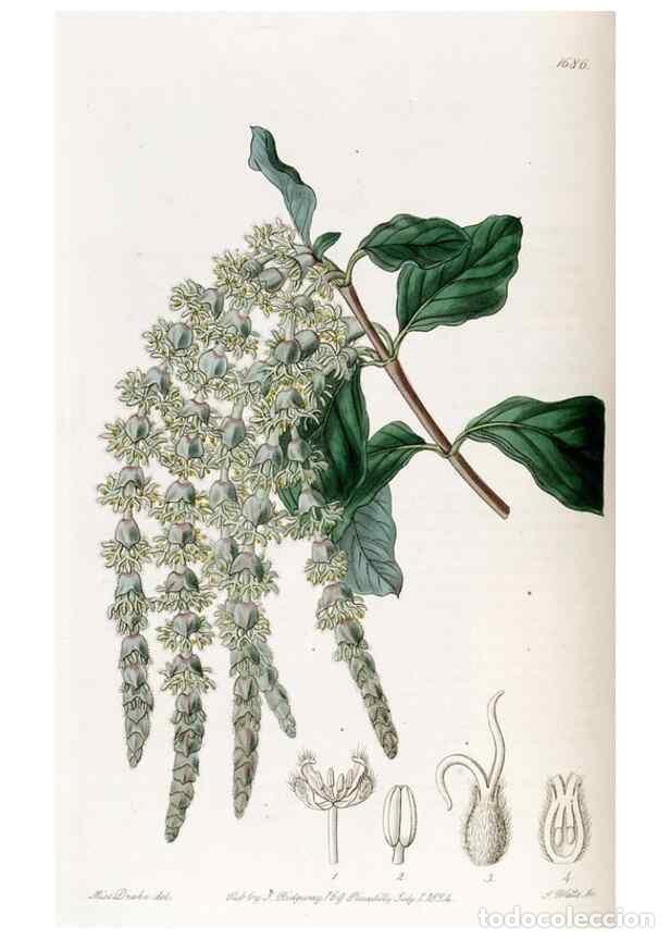 Sammeln von Zeitschriften und Zeitungen: Reproducci&oacute;n/Reproduction 49823000237: Edwards's botanical register.. London :James Ridgway,1829-184