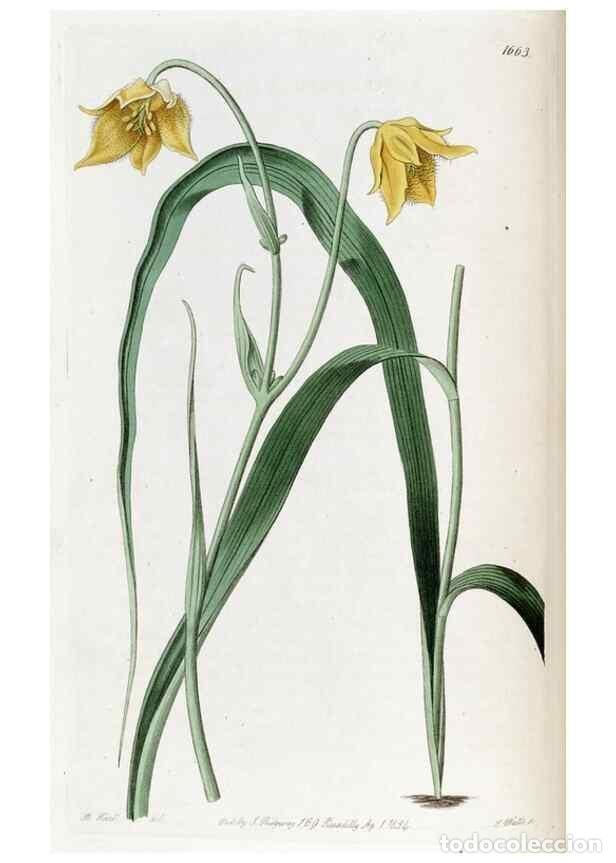 Sammeln von Zeitschriften und Zeitungen: Reproducci&oacute;n/Reproduction 49822675246: Edwards's botanical register.. London :James Ridgway,1829-184