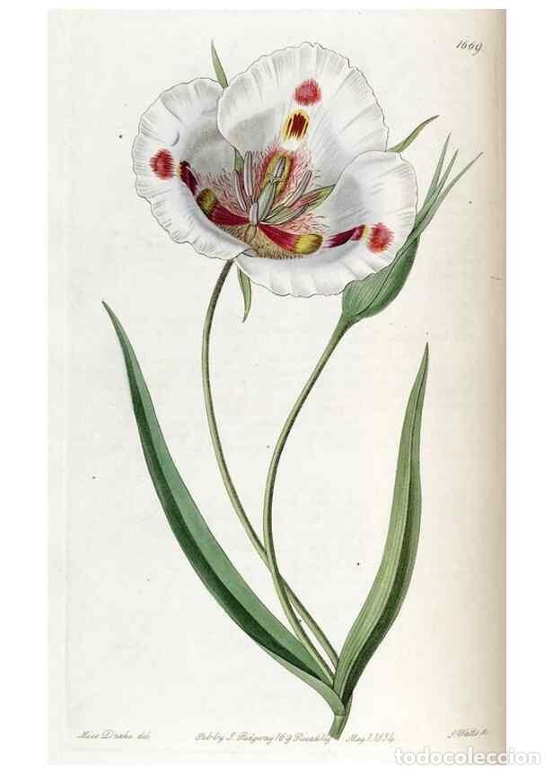 Sammeln von Zeitschriften und Zeitungen: Reproducci&oacute;n/Reproduction 49822993317: Edwards's botanical register.. London :James Ridgway,1829-184