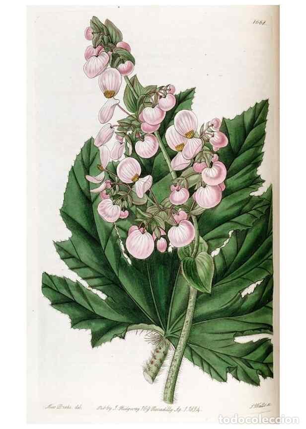 Sammeln von Zeitschriften und Zeitungen: Reproducci&oacute;n/Reproduction 49822677106: Edwards's botanical register.. London :James Ridgway,1829-184