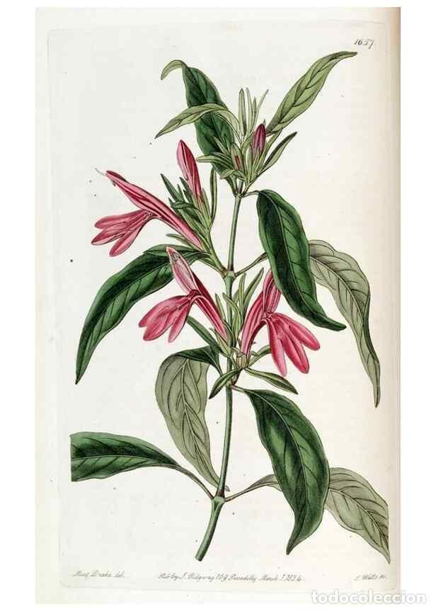 Sammeln von Zeitschriften und Zeitungen: Reproducci&oacute;n/Reproduction 49822672996: Edwards's botanical register.. London :James Ridgway,1829-184