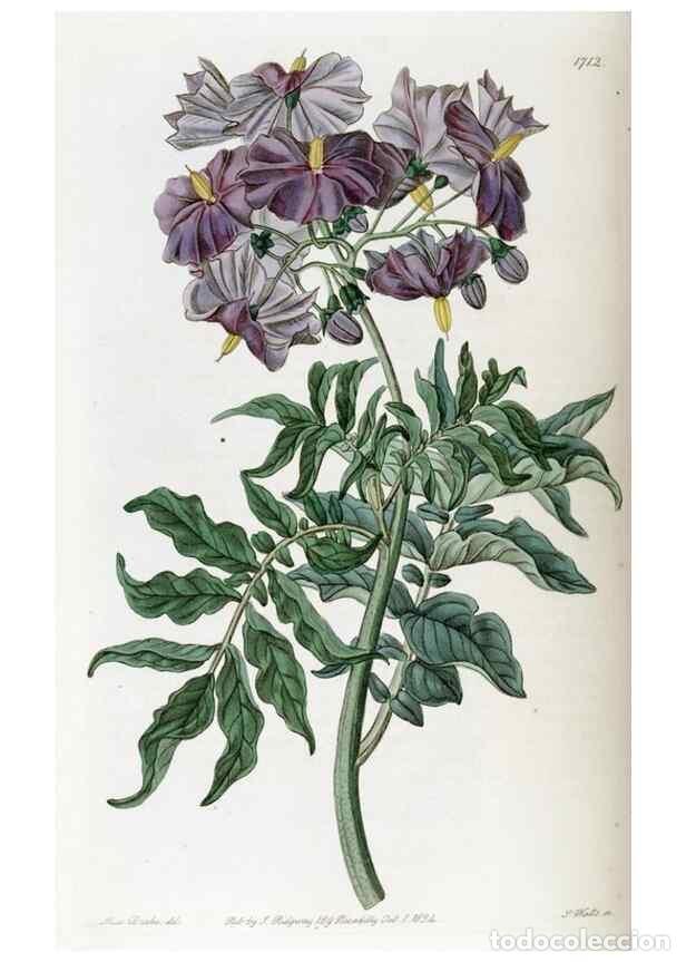 Collezionismo di Riviste e Giornali: Reproducci&oacute;n/Reproduction 49822694166: Edwards's botanical register.. London :James Ridgway,1829-184