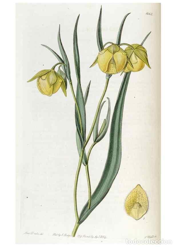 Collezionismo di Riviste e Giornali: Reproducci&oacute;n/Reproduction 49822674831: Edwards's botanical register.. London :James Ridgway,1829-184