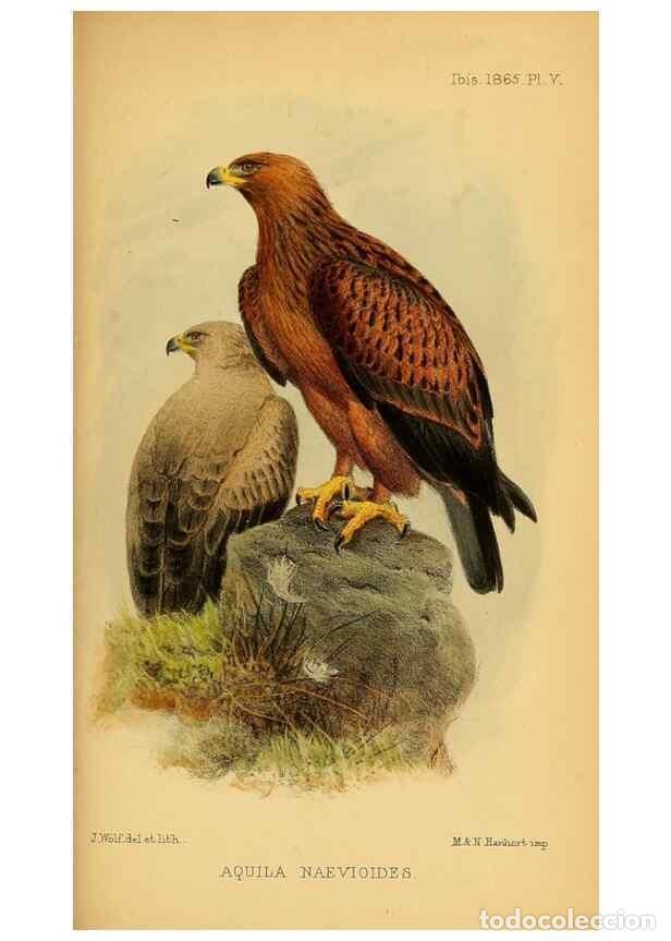 Collezionismo di Riviste e Giornali: Reproducci&oacute;n/Reproduction 49695063061: Ibis.. [London]Published for the British Ornithologists' Unio