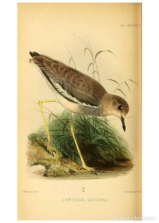 Collezionismo di Riviste e Giornali: Reproducci&oacute;n/Reproduction 49694525243: Ibis.. [London]Published for the British Ornithologists' Unio