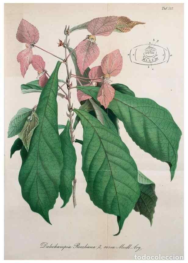 Collezionismo di Riviste e Giornali: Reproducci&oacute;n/Reproduction 49697739238: Gartenflora.. Erlangen :F. Enke,1852-1940.. - Deutsche Garten