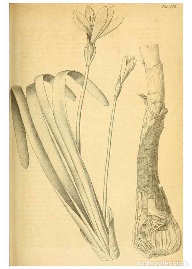 Collezionismo di Riviste e Giornali: Reproducci&oacute;n/Reproduction 49698499646: Gartenflora.. Erlangen :F. Enke,1852-1940.. - Deutsche Garten