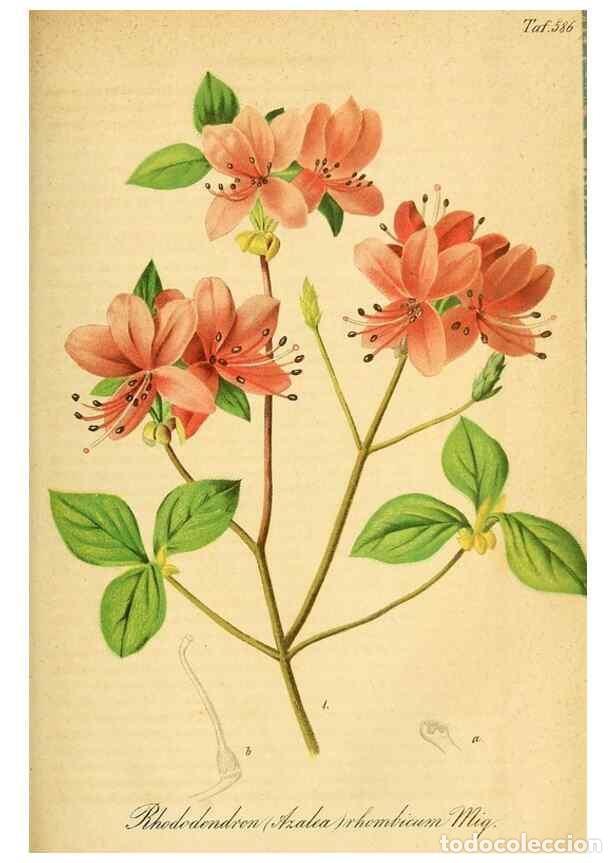 Collezionismo di Riviste e Giornali: Reproducci&oacute;n/Reproduction 49698503041: Gartenflora.. Erlangen :F. Enke,1852-1940.. - Deutsche Garten