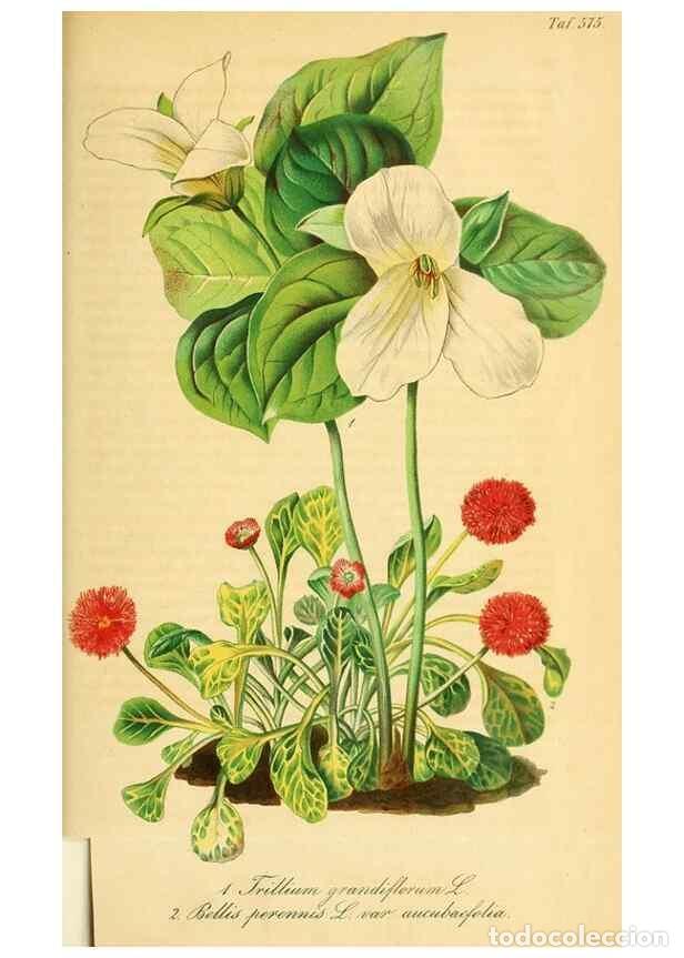 Collezionismo di Riviste e Giornali: Reproducci&oacute;n/Reproduction 49697965918: Gartenflora.. Erlangen :F. Enke,1852-1940.. - Deutsche Garten