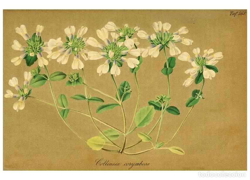 Collezionismo di Riviste e Giornali: Reproducci&oacute;n/Reproduction 49698497426: Gartenflora.. Erlangen :F. Enke,1852-1940.. - Deutsche Garten