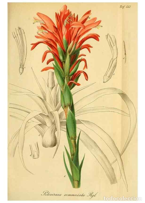 Collezionismo di Riviste e Giornali: Reproducci&oacute;n/Reproduction 49697746288: Gartenflora.. Erlangen :F. Enke,1852-1940.. - Deutsche Garten