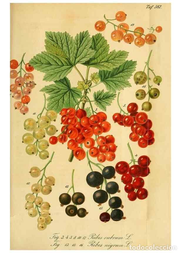 Collezionismo di Riviste e Giornali: Reproducci&oacute;n/Reproduction 49697747388: Gartenflora.. Erlangen :F. Enke,1852-1940.. - Deutsche Garten