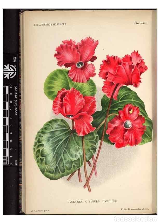 Collezionismo di Riviste e Giornali: Reproducci&oacute;n/Reproduction 49692263566: L'Illustration horticole :. Gand, Belgium :Imprimerie et lith