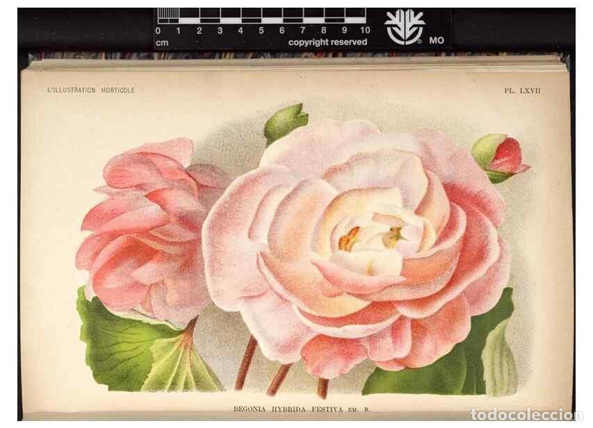 Collezionismo di Riviste e Giornali: Reproducci&oacute;n/Reproduction 49691723773: L'Illustration horticole :. Gand, Belgium :Imprimerie et lith