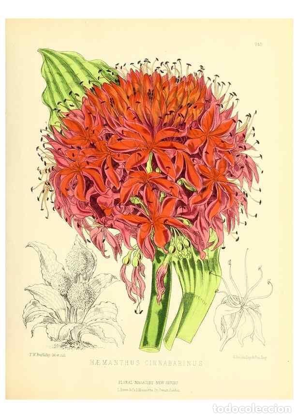 Collezionismo di Riviste e Giornali: Reproducci&oacute;n/Reproduction 49693636223: The floral magazine;. London,L. Reeve & Co.. - Dombrain, Henr