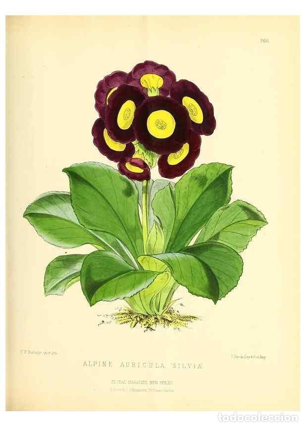 Collection Magazines and Newspapers: Reproducci&oacute;n/Reproduction 49693641413: The floral magazine;. London,L. Reeve & Co.. - Dombrain, Henr