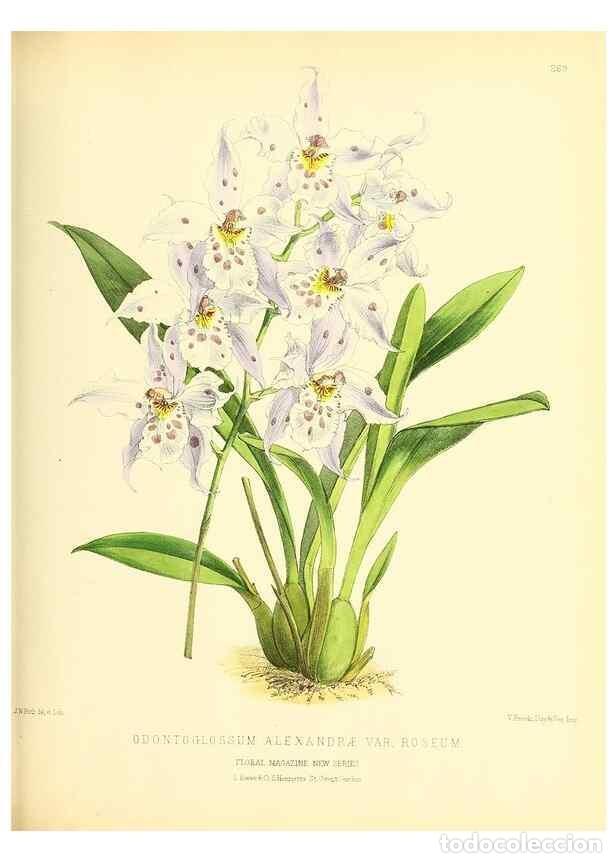 Collection Magazines and Newspapers: Reproducci&oacute;n/Reproduction 49694185451: The floral magazine;. London,L. Reeve & Co.. - Dombrain, Henr