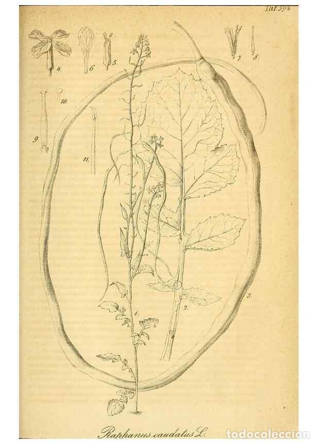 Collection Magazines and Newspapers: Reproducci&oacute;n/Reproduction 49698505531: Gartenflora.. Erlangen :F. Enke,1852-1940.. - Deutsche Garten