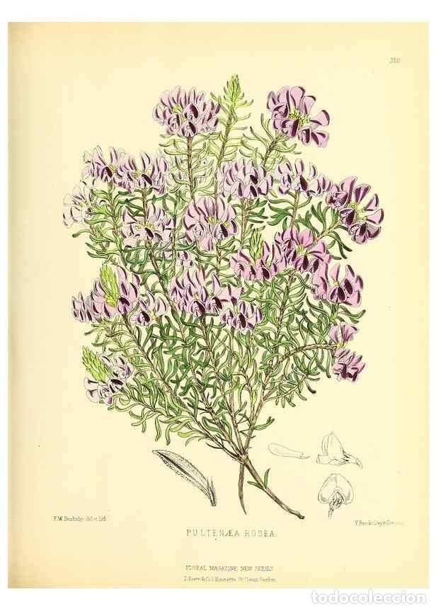 Collection Magazines and Newspapers: Reproducci&oacute;n/Reproduction 49693639868: The floral magazine;. London,L. Reeve & Co.. - Dombrain, Henr