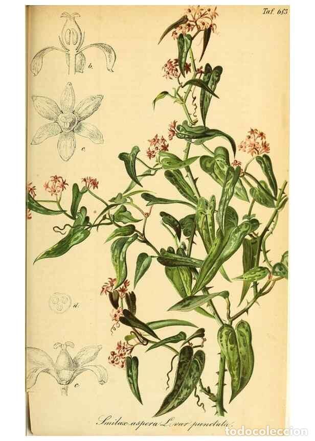 Collection Magazines and Newspapers: Reproducci&oacute;n/Reproduction 49702462522: Gartenflora.. Erlangen :F. Enke,1852-1940.. - Deutsche Garten