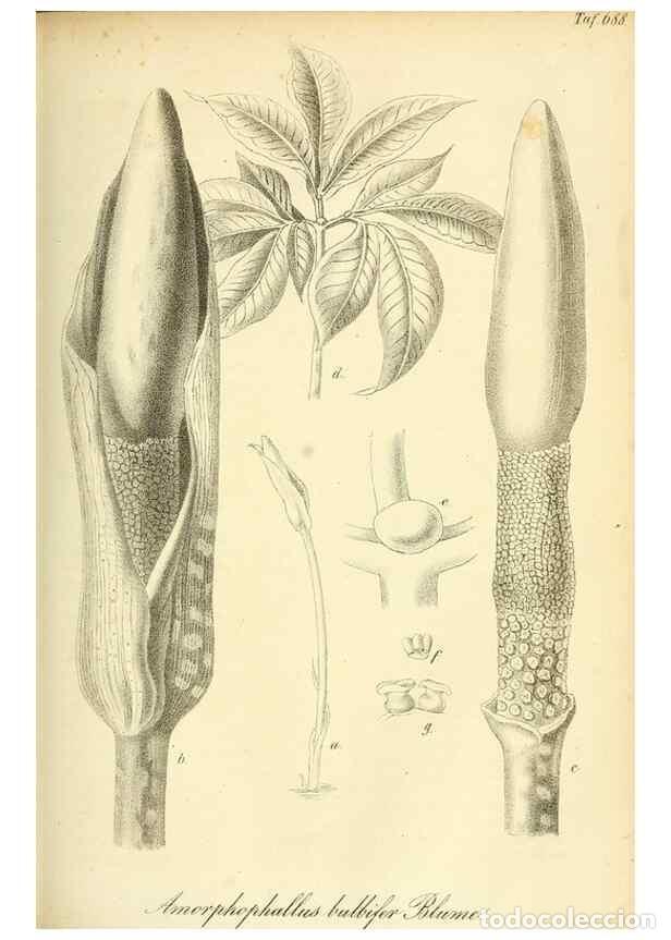 Collection Magazines and Newspapers: Reproducci&oacute;n/Reproduction 49702147071: Gartenflora.. Erlangen :F. Enke,1852-1940.. - Deutsche Garten