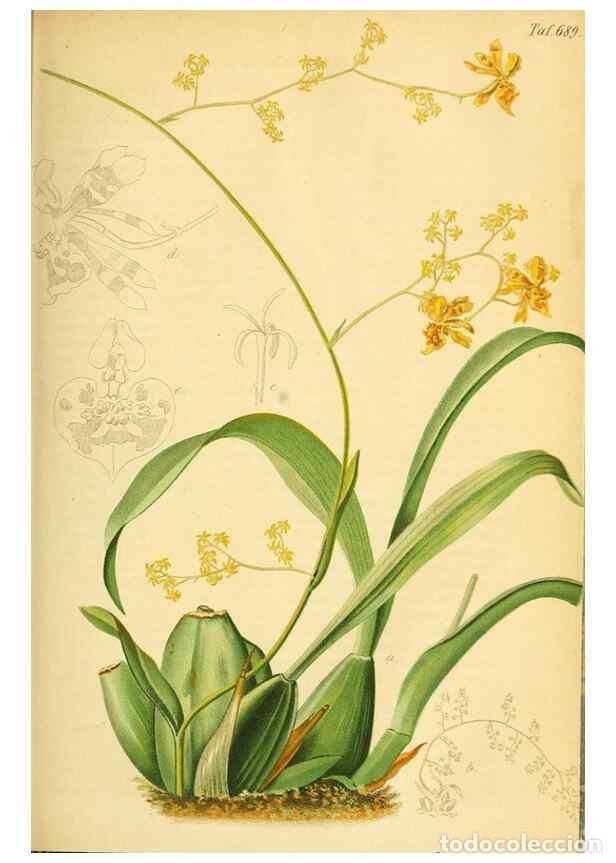 Collection Magazines and Newspapers: Reproducci&oacute;n/Reproduction 49701617268: Gartenflora.. Erlangen :F. Enke,1852-1940.. - Deutsche Garten