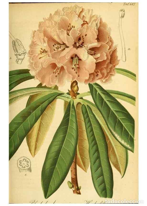 Collection Magazines and Newspapers: Reproducci&oacute;n/Reproduction 49701616843: Gartenflora.. Erlangen :F. Enke,1852-1940.. - Deutsche Garten