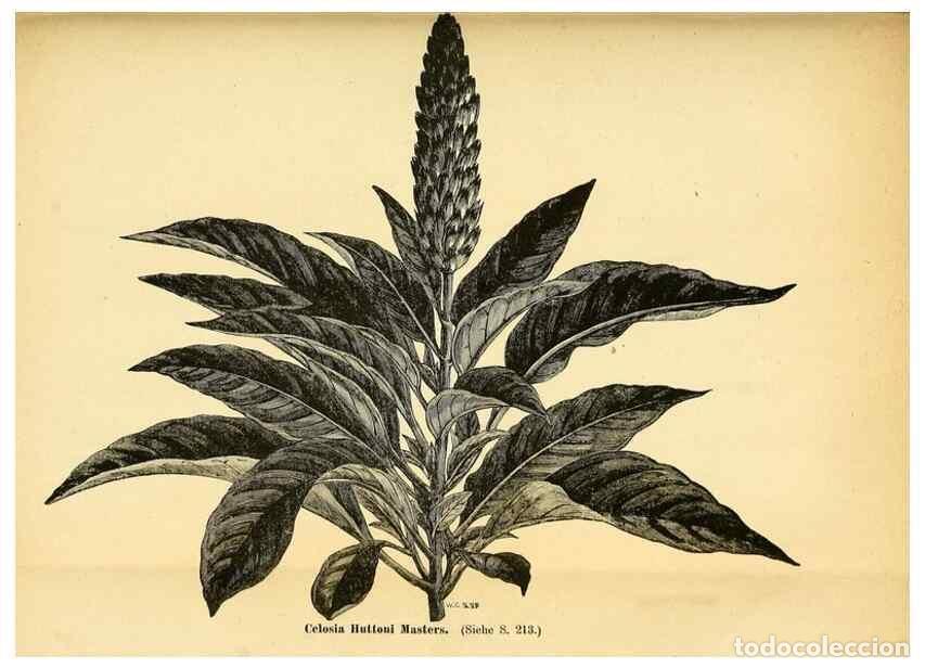 Collection Magazines and Newspapers: Reproducci&oacute;n/Reproduction 49704665151: Gartenflora.. Erlangen :F. Enke,1852-1940.. - Deutsche Garten