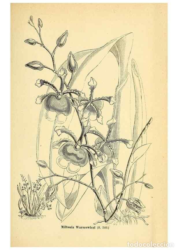 Collectionnisme de Revues et Journaux: Reproducci&oacute;n/Reproduction 49704668796: Gartenflora.. Erlangen :F. Enke,1852-1940.. - Deutsche Garten