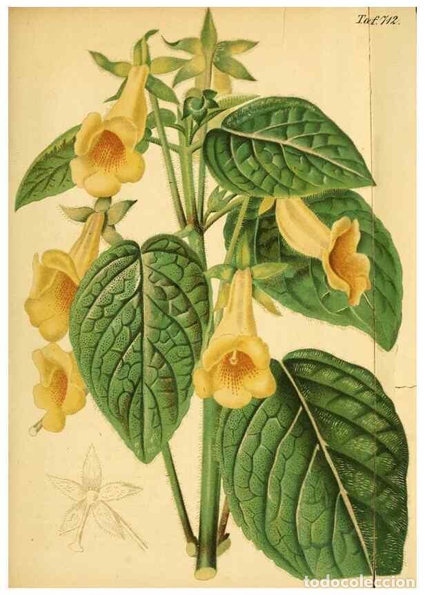 Collectionnisme de Revues et Journaux: Reproducci&oacute;n/Reproduction 49704129673: Gartenflora.. Erlangen :F. Enke,1852-1940.. - Deutsche Garten