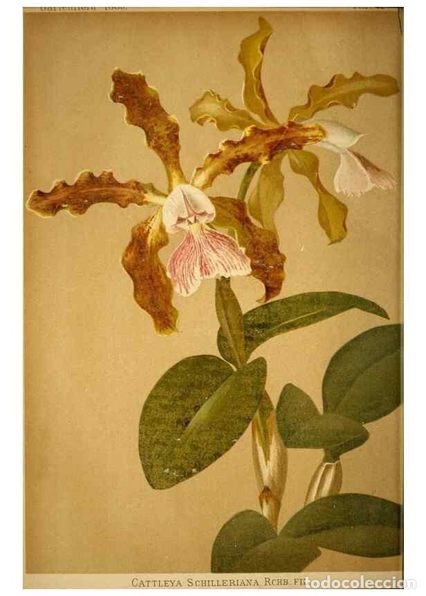 Sammeln von Zeitschriften und Zeitungen: Reproducci&oacute;n/Reproduction 49717170163: Gartenflora.. Erlangen :F. Enke,1852-1940.. - Deutsche Garten