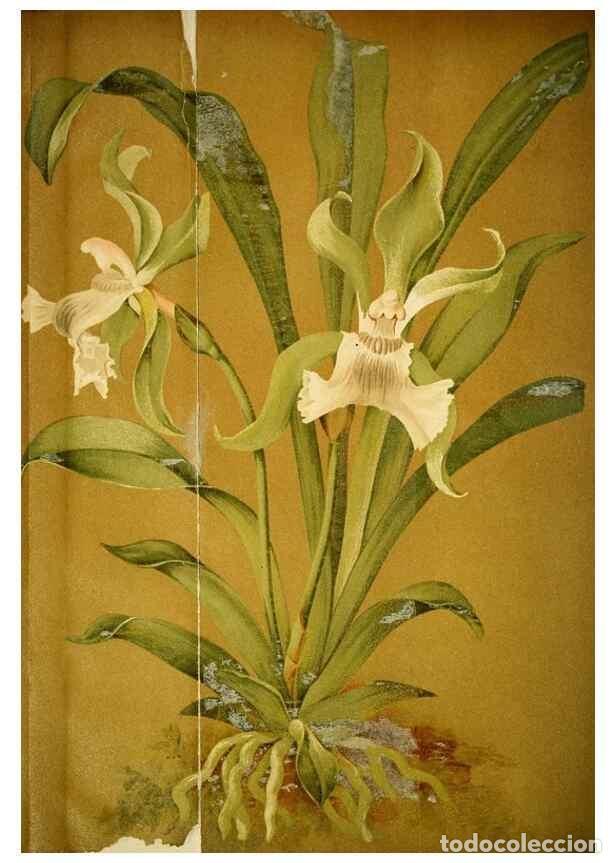Sammeln von Zeitschriften und Zeitungen: Reproducci&oacute;n/Reproduction 49717465926: Gartenflora.. Erlangen :F. Enke,1852-1940.. - Deutsche Garten