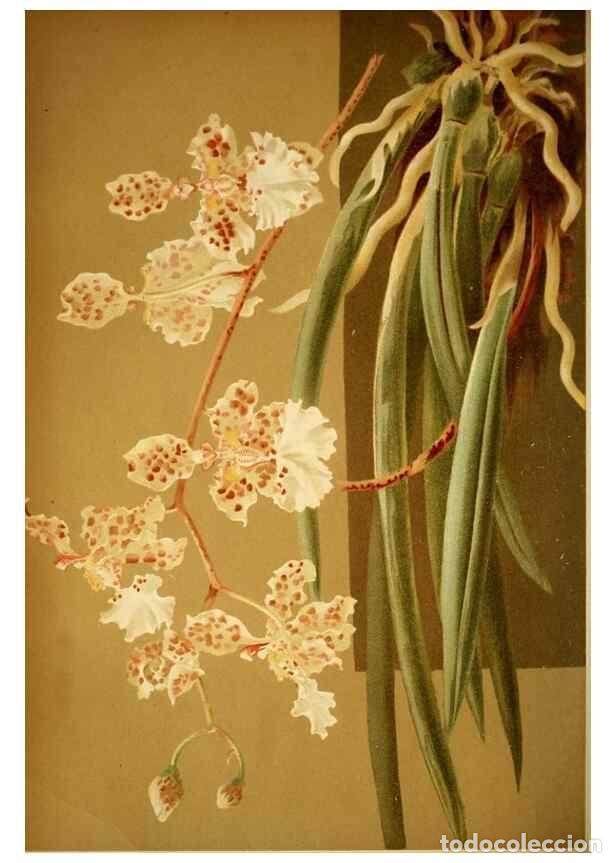 Sammeln von Zeitschriften und Zeitungen: Reproducci&oacute;n/Reproduction 49717780237: Gartenflora.. Erlangen :F. Enke,1852-1940.. - Deutsche Garten
