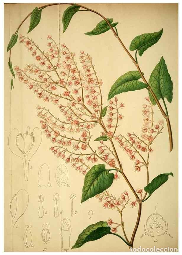 Sammeln von Zeitschriften und Zeitungen: Reproducci&oacute;n/Reproduction 49717469181: Gartenflora.. Erlangen :F. Enke,1852-1940.. - Deutsche Garten