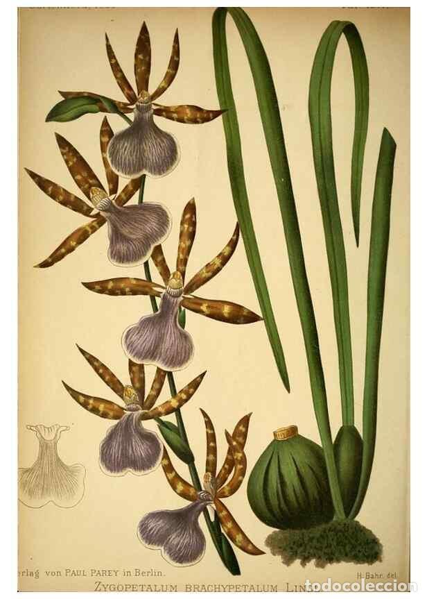 Sammeln von Zeitschriften und Zeitungen: Reproducci&oacute;n/Reproduction 49716929548: Gartenflora.. Erlangen :F. Enke,1852-1940.. - Deutsche Garten