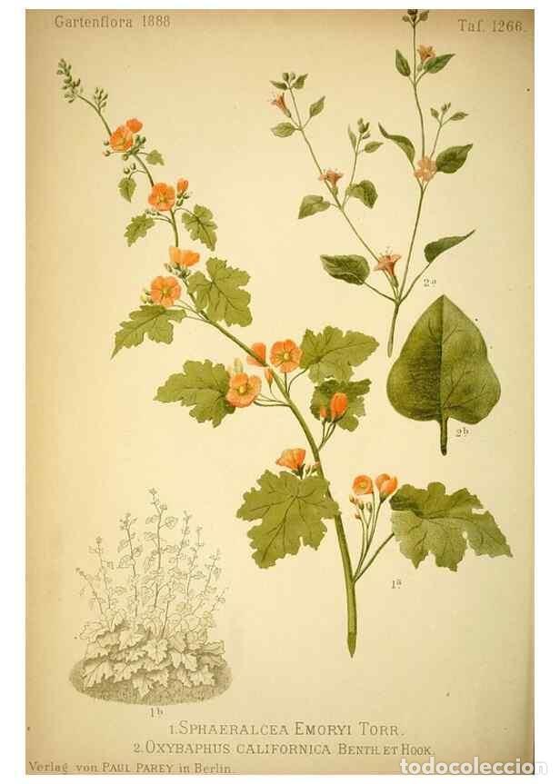 Sammeln von Zeitschriften und Zeitungen: Reproducci&oacute;n/Reproduction 49716926363: Gartenflora.. Erlangen :F. Enke,1852-1940.. - Deutsche Garten