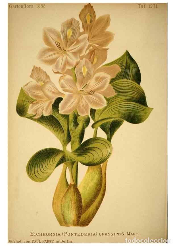 Sammeln von Zeitschriften und Zeitungen: Reproducci&oacute;n/Reproduction 49717467056: Gartenflora.. Erlangen :F. Enke,1852-1940.. - Deutsche Garten