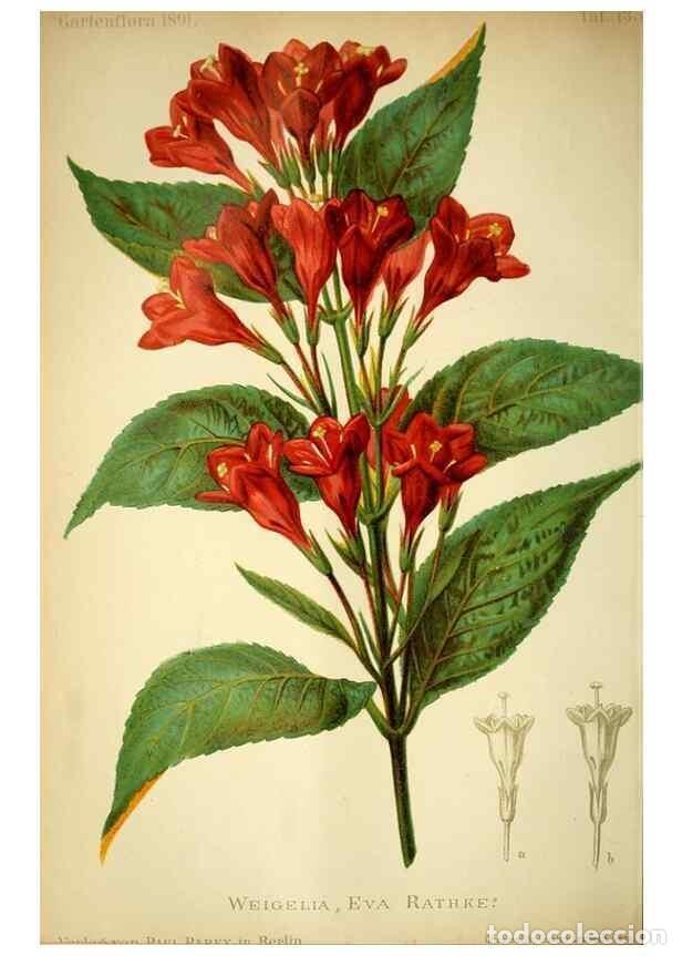 Sammeln von Zeitschriften und Zeitungen: Reproducci&oacute;n/Reproduction 49717869226: Gartenflora.. Erlangen :F. Enke,1852-1940.. - Deutsche Garten