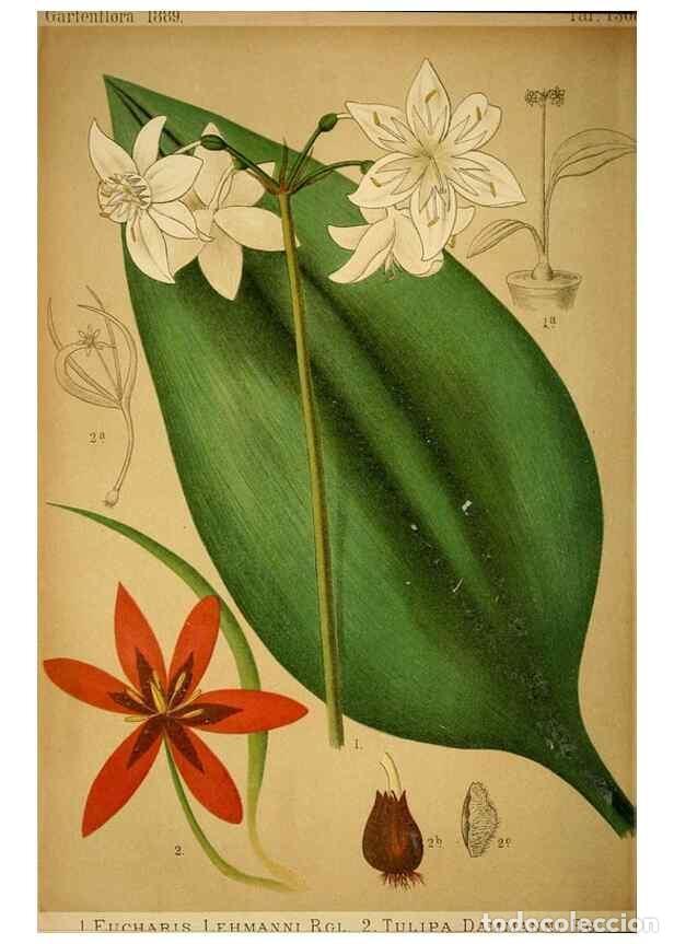 Sammeln von Zeitschriften und Zeitungen: Reproducci&oacute;n/Reproduction 49717712301: Gartenflora.. Erlangen :F. Enke,1852-1940.. - Deutsche Garten