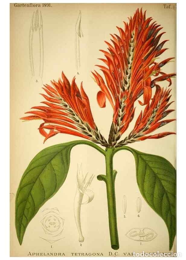 Sammeln von Zeitschriften und Zeitungen: Reproducci&oacute;n/Reproduction 49718184912: Gartenflora.. Erlangen :F. Enke,1852-1940.. - Deutsche Garten