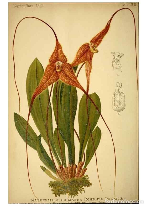 Sammeln von Zeitschriften und Zeitungen: Reproducci&oacute;n/Reproduction 49717714596: Gartenflora.. Erlangen :F. Enke,1852-1940.. - Deutsche Garten