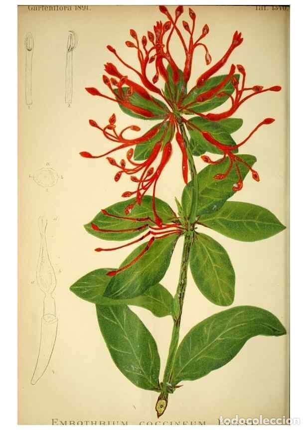 Sammeln von Zeitschriften und Zeitungen: Reproducci&oacute;n/Reproduction 49717866511: Gartenflora.. Erlangen :F. Enke,1852-1940.. - Deutsche Garten
