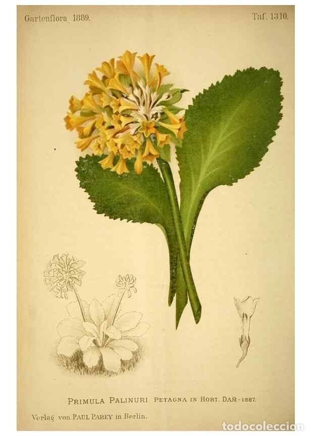 Coleccionismo de Revistas y Peri&oacute;dicos: Reproducci&oacute;n/Reproduction 49717714381: Gartenflora.. Erlangen :F. Enke,1852-1940.. - Deutsche Garten