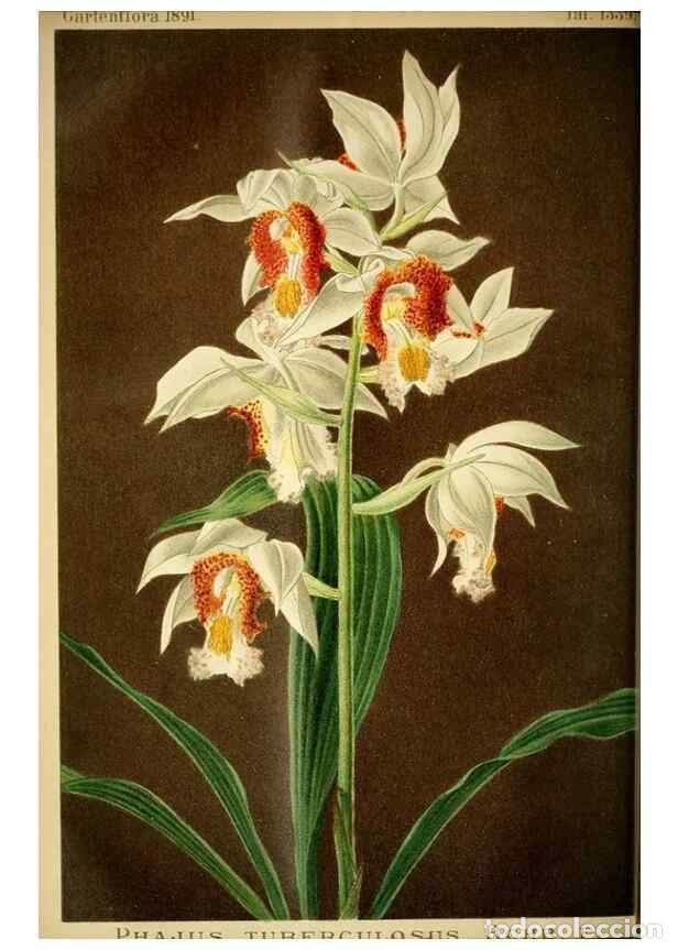 Coleccionismo de Revistas y Peri&oacute;dicos: Reproducci&oacute;n/Reproduction 49717866261: Gartenflora.. Erlangen :F. Enke,1852-1940.. - Deutsche Garten