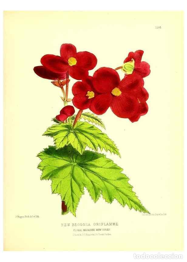 Coleccionismo de Revistas y Peri&oacute;dicos: Reproducci&oacute;n/Reproduction 49680330981: The floral magazine;. London,L. Reeve & Co.. - Dombrain, Henr