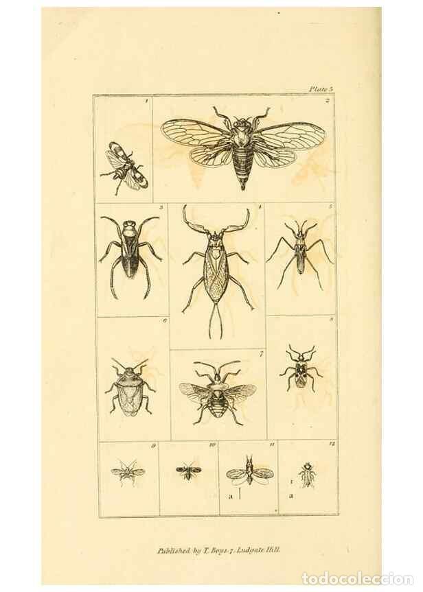 Coleccionismo de Revistas y Peri&oacute;dicos: Reproducci&oacute;n/Reproduction 49680308111: The entomologist's useful compendium;. London,Printed for T.