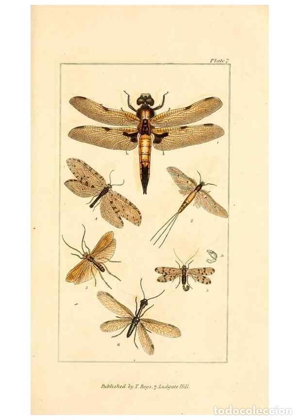 Coleccionismo de Revistas y Peri&oacute;dicos: Reproducci&oacute;n/Reproduction 49679776893: The entomologist's useful compendium;. London,Printed for T.