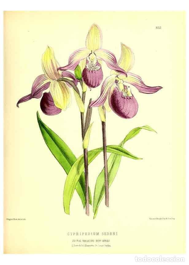 Coleccionismo de Revistas y Peri&oacute;dicos: Reproducci&oacute;n/Reproduction 49679799813: The floral magazine;. London,L. Reeve & Co.. - Dombrain, Henr